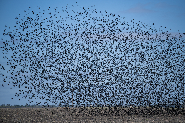 Starlings fill the sky above pastureland at the Lutonsky Farm on Saturday, November 15, 2025.  The farm is located on County Road 405, south of Taylor.