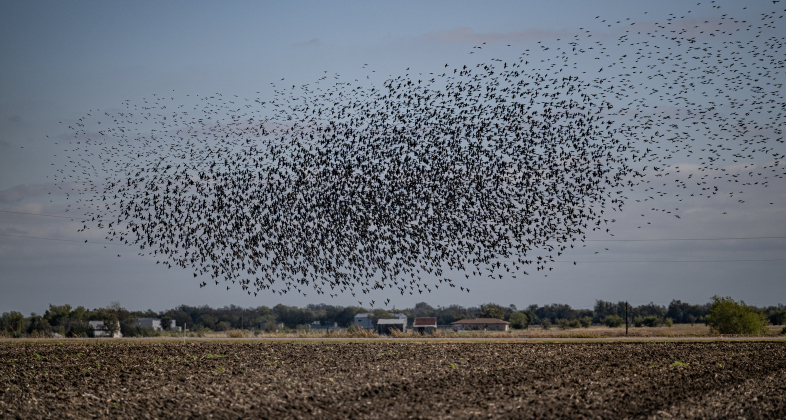 Starlings fill the sky above pastureland at the Lutonsky Farm on Saturday, November 15, 2025.  The farm is located on County Road 405, south of Taylor.