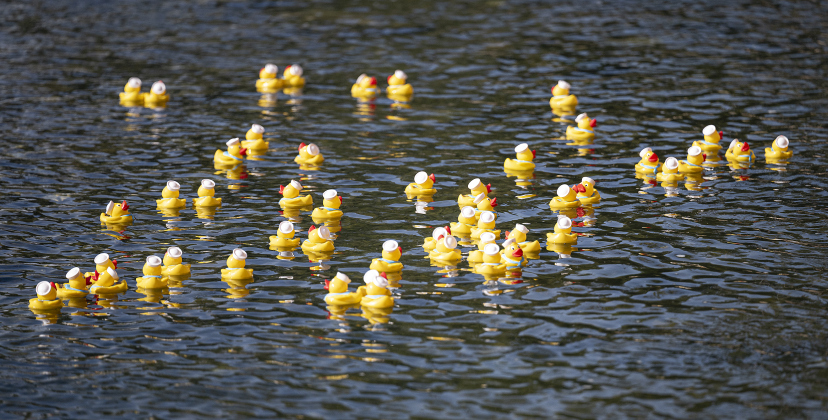Rubber ducks race to the finish line during  the 10th Annual AAUW Duck Race held on the river at San Gabriel Park on Saturday, November 1, 2025.  Rubber ducks are placed in the river and race to the finish in several heats.  Winners of winning ducks win prizes.   The event raises funds for area high school student scholarships. Photo by Andy Sharp.