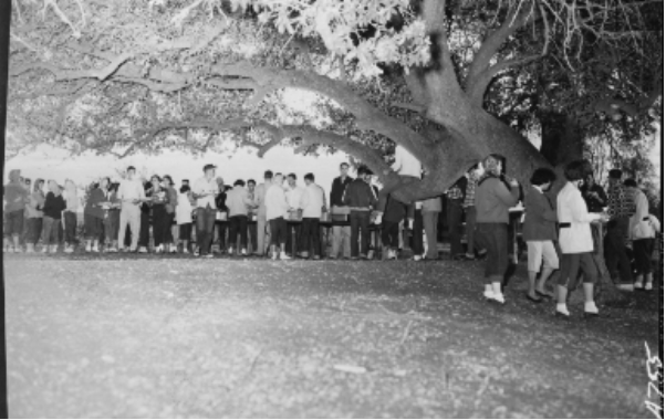 Students in the 1950s have a picnic underneath the Story Tree Source.  Courtesy Southwestern University