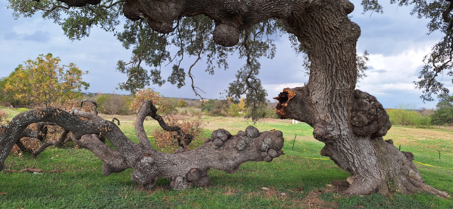 A close up shows a large broken limb that’s harmed the Story Tree on the Southwestern University campus. 
