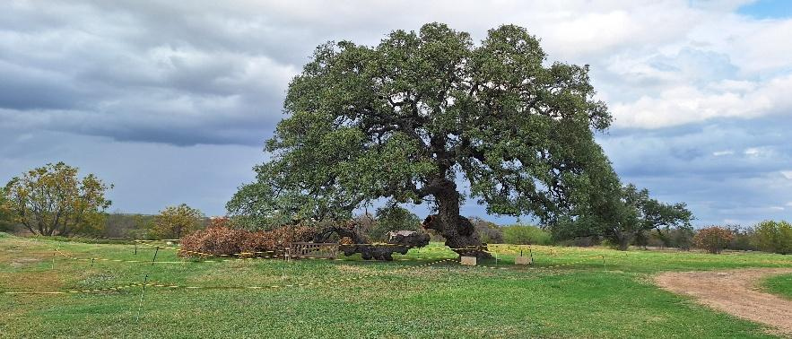 The Story Tree seen today.