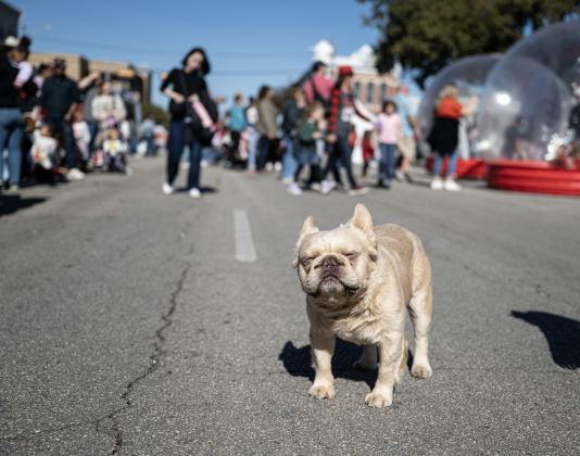Enzo, a French Bulldog owned by Joey Montoya, had room to relax after the parade concluded along  Austin Avenue during the annual Christmas Stroll, held in downtown Georgetown on Saturday, December 6, 2025.   Photo by Andy Sharp.
