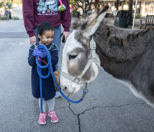 3-year-old Lilly Saunders, who will be 4 in two weeks, visits with a donkey named Bo  during the annual Christmas Stroll, held in downtown Georgetown on Saturday, December 6, 2025.  Lilly was joined by her mom and dad, Elisabeth and Michael Saunders.   Bo’s owner is Jeff Walls, a member of Georgetown Church of the Nazarene, where Bo was part of the church’s Bethlehem Village.   Photo by Andy Sharp.
