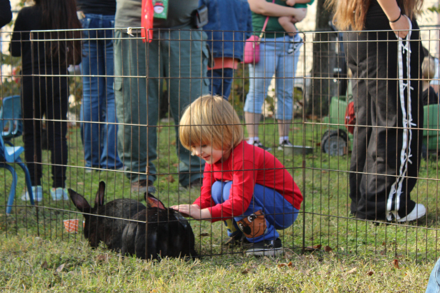 Lupe Best, 3, enjoys petting some rabbits in the petting zoo.