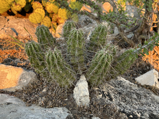 A Southwest Texas Strawberry Cactus (Echinocerus enneacanthus carnosus).