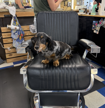 Savannah Stampley brings her dog Sebastian into work each day. Sebastian has become the ‘shop dog’ who brings joy to employees and customers.