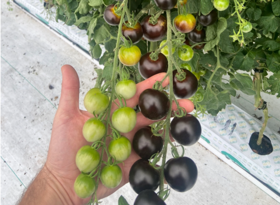  A large, purple cherry type Althea tomato.  Photo courtesy Norfolk Healthy Produce
