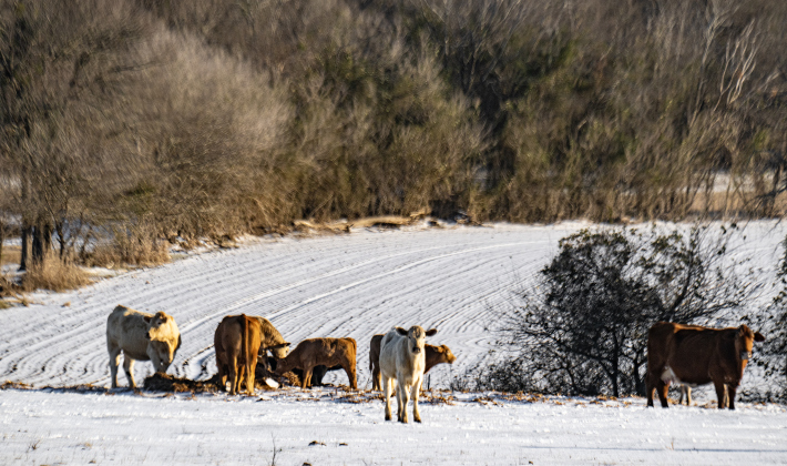  Cattle graze in an ice-covered field  along County Road 347 on Monday afternoon, January 26, 2026.  The temperature reached the low-mid 30s Monday, but was expected to dip to 14 degrees by Tuesday morning.   Photo by Andy Sharp.