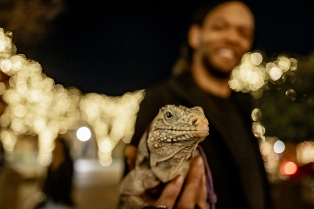 Zule, a 2-year-old Rock Iguana, spends time on the square with his owner named Omar (first name only)  on Wednesday, December 31, 2025, New Years Eve in Georgetown.   Photo by Andy Sharp.