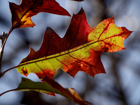 Leaves retain color  on Wednesday, December 31, 2025.    Photo by Andy Sharp.  