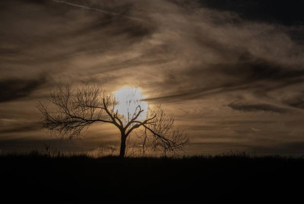 A resilient mesquite tree stands atop a hill at a friend’s ranch in Circleville on Friday, January 2, 2026. Photo by Andy Sharp.