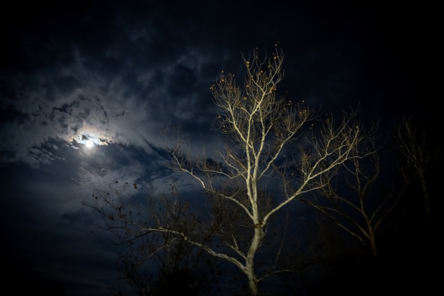 The bare bones of a tree stand out in front of a Waxing Gibbous moon on Thursday, January 1, 2026.