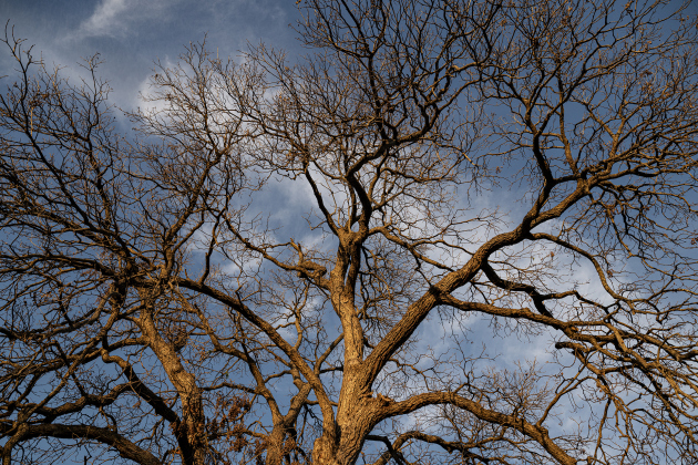 Late-day light falls on a tree in Georgetown on Friday, December 26, 2025.