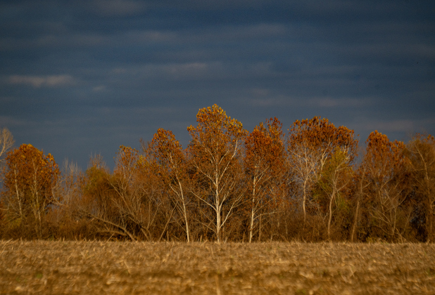 Late-afternoon light adds warm color to a stand of trees on Thursday, December 25, 2025. Photo by Andy Sharp.