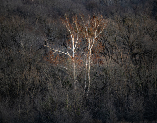Trees begin to take on their winter nomenclature on Christmas evening,  Thursday, December 25, 2025. Photo by Andy Sharp.