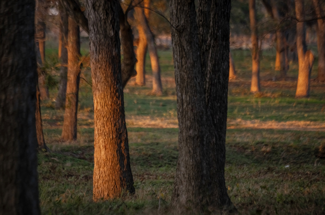 Late-afternoon light falls on trees along County Road 366 on Monday, November 24, 2025.
