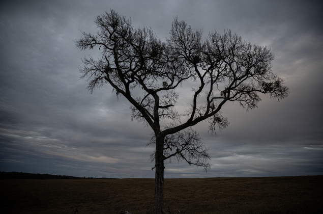 A tree rests on a hill near Beyersville on Monday, December 29, 2025.   Photo by Andy Sharp.