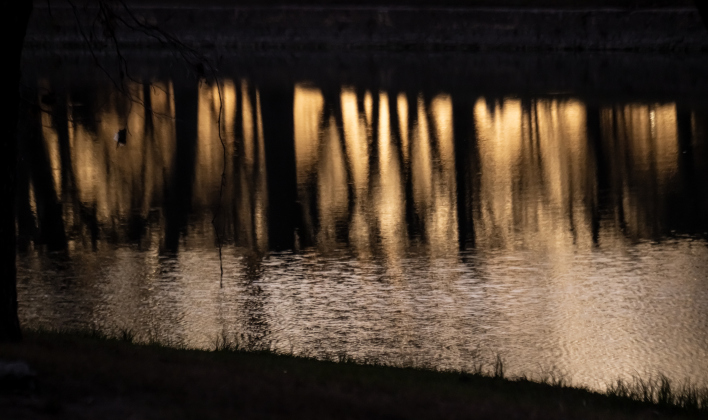 Trees are reflected in the  San Gabriel River on Saturday, January 3, 2026. Photo by Andy Sharp.