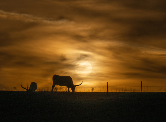 Texas Longhorns enjoy the time near sunset, munching on grass in a pasture along County Road 455 near Beyersville on Tuesday, February 24, 2026.  