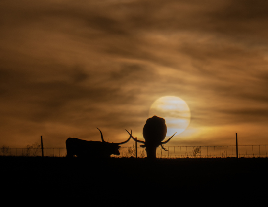 Texas Longhorns enjoy the time near sunset, munching on grass in a pasture along County Road 455 near Beyersville on Tuesday, February 24, 2026.