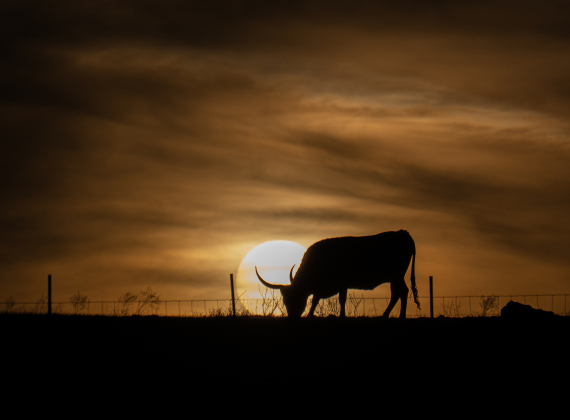 Texas Longhorns enjoy the time near sunset, munching on grass in a pasture along County Road 455 near Beyersville on Tuesday, February 24, 2026.