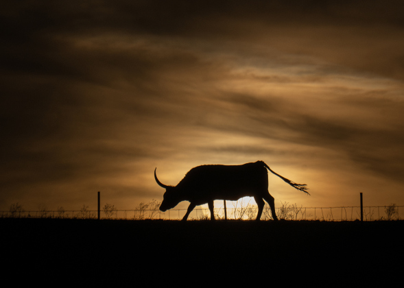 Texas Longhorns enjoy the time near sunset, munching on grass in a pasture along County Road 455 near Beyersville on Tuesday, February 24, 2026.