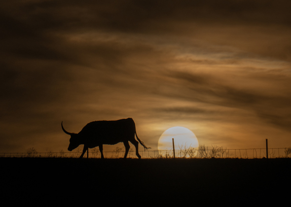 Texas Longhorns enjoy the time near sunset, munching on grass in a pasture along County Road 455 near Beyersville on Tuesday, February 24, 2026.