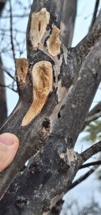 Improper pruning showing torn and ripped bark.