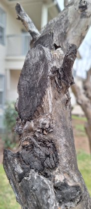 An improper flush cut, branch collar removed with poor recovery.