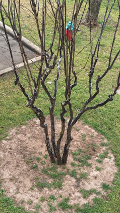 A dormant crepe myrtle tree during winter showing a wide mulched area up to the drip line. This decreases grass and weed competition for water and nutrients.