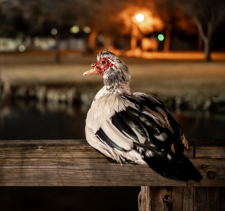 A duck finds a comfortable perch as Bull Branch Park is seen well past sunset on Tuesday, February 3, 2026.  Light from nearby baseball fields where teams were practicing helps light the park.  The photo was taken using a tripod and slower shutter speeds.     Photo by Andy Sharp.