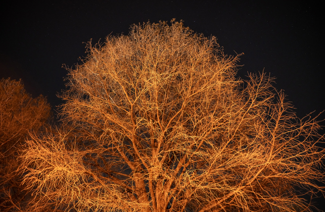 A nearby park light highlights one of the cypress trees in Bull Branch Park about 45 minutes after sunset on Tuesday, February 3, 2026. The photo was taken using a tripod and slower shutter speeds.     Photo by Andy Sharp.