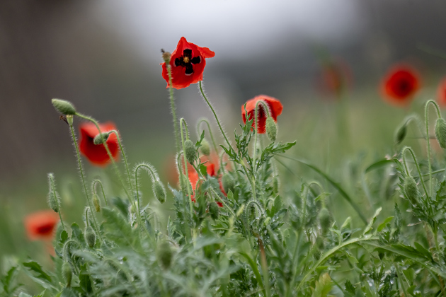 Poppies, most adorned with water drops from weekend rain, are making their annual appearance at Edwards Park on Saturday, March 7, 2026.  Signs posted in the park let visitors know to be cautious, giving the blooms time to grow and prosper this month.     Photo by Andy Sharp