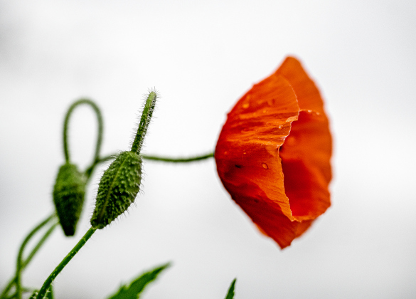 Poppies, most adorned with water drops from weekend rain, are making their annual appearance at Edwards Park on Saturday, March 7, 2026.  Signs posted in the park let visitors know to be cautious, giving the blooms time to grow and prosper this month.     Photo by Andy Sharp