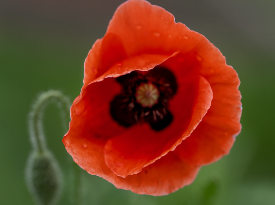 Poppies, most adorned with water drops from weekend rain, are making their annual appearance at Edwards Park on Saturday, March 7, 2026.  Signs posted in the park let visitors know to be cautious, giving the blooms time to grow and prosper this month.     Photo by Andy Sharp