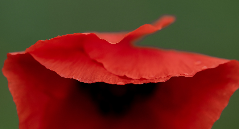 Poppies, most adorned with water drops from weekend rain, are making their annual appearance at Edwards Park on Saturday, March 7, 2026.  Signs posted in the park let visitors know to be cautious, giving the blooms time to grow and prosper this month.     Photo by Andy Sharp