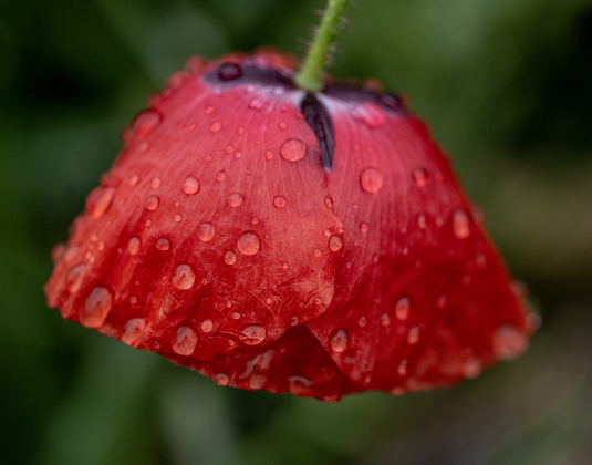 Poppies, most adorned with water drops from weekend rain, are making their annual appearance at Edwards Park on Saturday, March 7, 2026.  Signs posted in the park let visitors know to be cautious, giving the blooms time to grow and prosper this month.     Photo by Andy Sharp