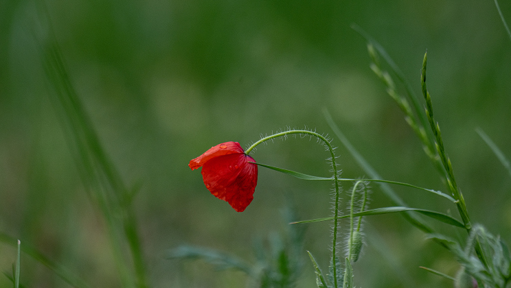 Poppies, most adorned with water drops from weekend rain, are making their annual appearance at Edwards Park on Saturday, March 7, 2026.  Signs posted in the park let visitors know to be cautious, giving the blooms time to grow and prosper this month.     Photo by Andy Sharp