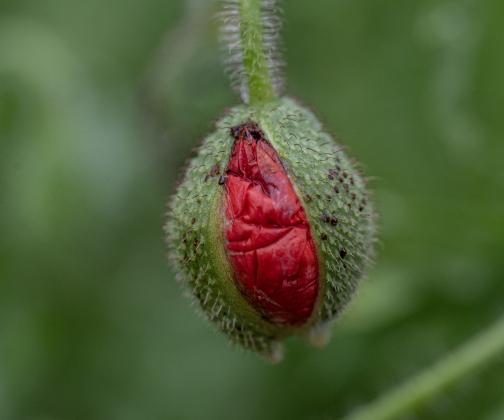 Poppies, most adorned with water drops from weekend rain, are making their annual appearance at Edwards Park on Saturday, March 7, 2026.  Signs posted in the park let visitors know to be cautious, giving the blooms time to grow and prosper this month.     Photo by Andy Sharp