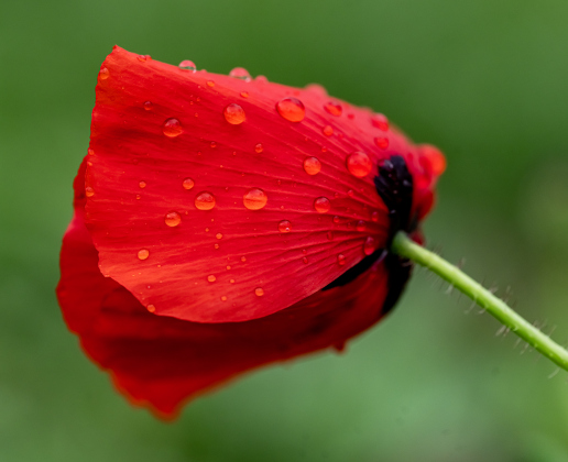 Poppies, most adorned with water drops from weekend rain, are making their annual appearance at Edwards Park on Saturday, March 7, 2026.  Signs posted in the park let visitors know to be cautious, giving the blooms time to grow and prosper this month.     Photo by Andy Sharp