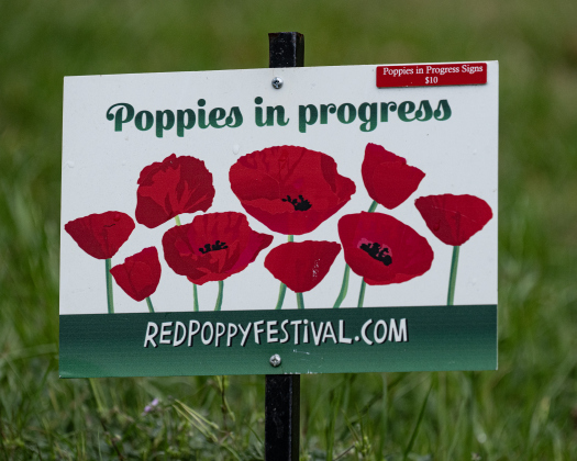 Signs  at Edwards Park  ask visitors to watch their steps as poppies continue to thrive on Saturday, March 7, 2026.  Photo by Andy Sharp.