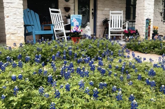 Early-sprouting bluebonnets make an appearance in front of Judy Marrou’s Georgetown home.  