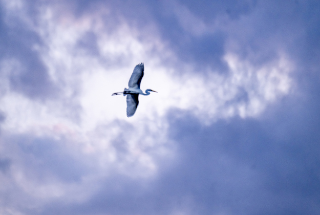A Great Egret flies over the rookery area at Murphy Park on Friday, March 6, 2026.  More egrets are beginning to find nesting sites on the island, but cormorants still are the primary residents, for now.  Photo by Andy Sharp
