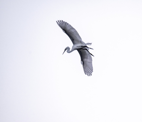 A Great Egret flies over the rookery area at Murphy Park on Friday, March 6, 2026.  More egrets are beginning to find nesting sites on the island, but cormorants still are the primary residents, for now.  Photo by Andy Sharp