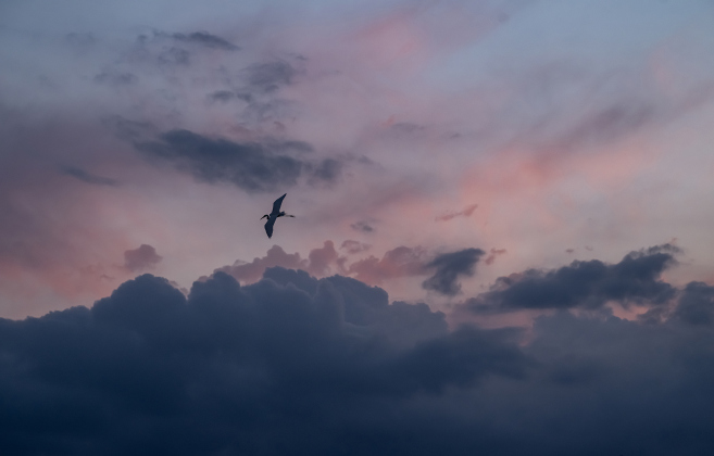 A Great Egret flies over the rookery area at Murphy Park on Friday, March 6, 2026.  More egrets are beginning to find nesting sites on the island, but cormorants still are the primary residents, for now.  Photo by Andy Sharp