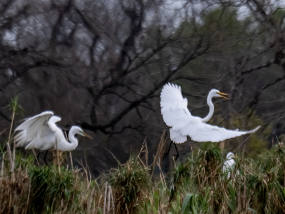A scene at the rookery  in Murphy Park on Monday evening, March 9, 2026.   Photo by Andy Sharp.