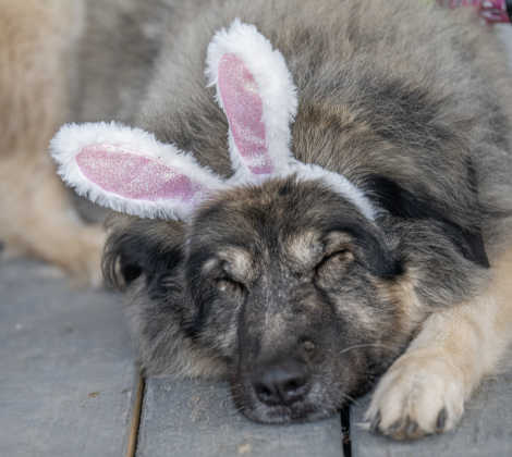 Mila, owned by Williamson Museum curator Kaitlyn Barnett, didn’t seem to mind her bunny ears as she took a short nap at the Old Settlers Association  site during The Williamson Museum’s Hoppy Easter event on Saturday, March 14, 2026.