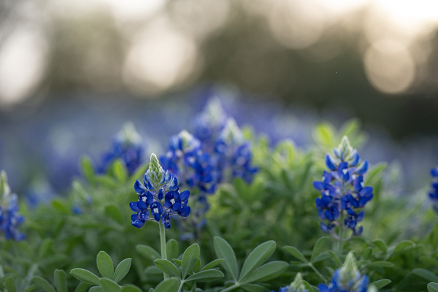 Bluebonnets adorn the spaces at St. Peter Lutheran Church Cemetery on  Sunday, March 15, 2026. The cemetery, with burials reaching back into the19th Century, is along F.M. 972.   Photo by  Andy Sharp.