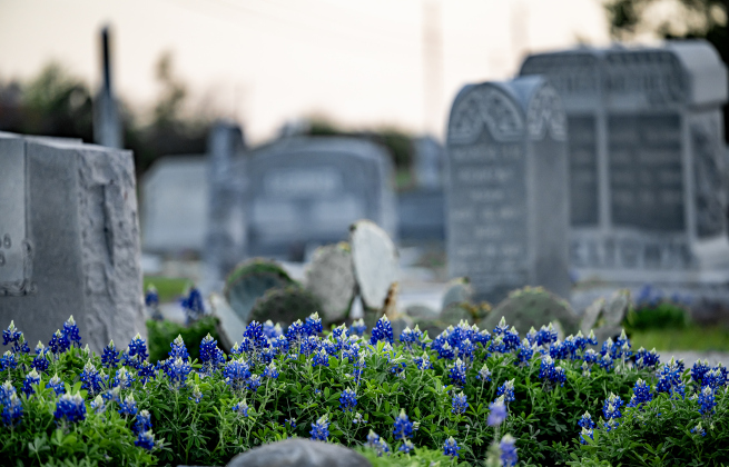 Bluebonnets adorn the spaces at St. Peter Lutheran Church Cemetery on  Sunday, March 15, 2026. The cemetery, with burials reaching back into the19th Century, is along F.M. 972.   Photo by  Andy Sharp.